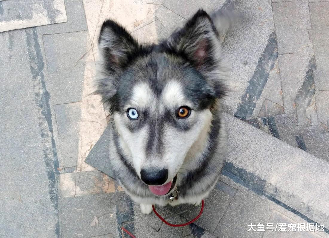 这年头，连哈士奇都有人遗弃？不能接受这5个缺点，请别养二哈