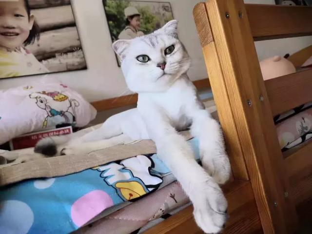 广东地区的小猫咪在夏日40度高温下，究竟过着怎么样的生活？