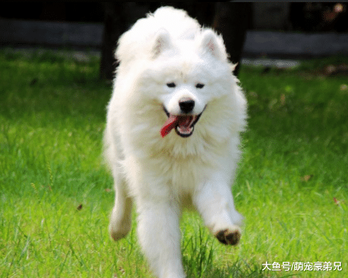 月薪过万都不敢养的三种狗狗，哈士奇上榜，原因很奇葩！