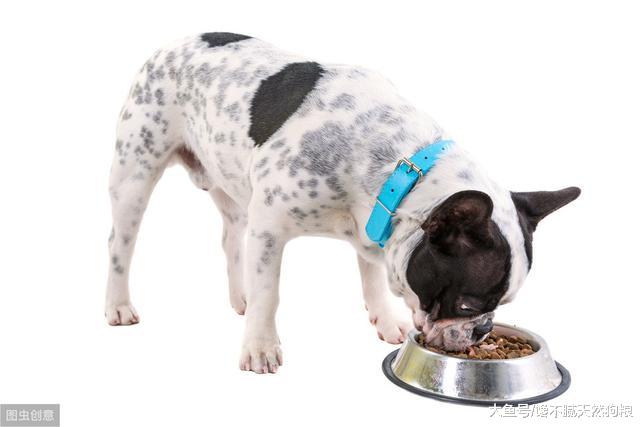 为什么狗狗寿命会这么短？兽医无奈道破：这样饲养，不短才怪