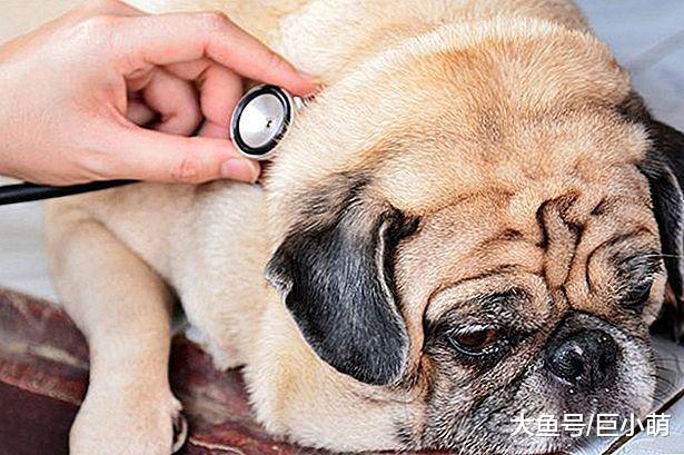 哈巴狗虽然很可爱，但这种狗狗却容易得病，特别是这5种情况