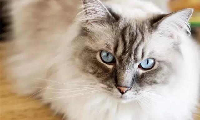 猫咪突然瘫痪、猝死？这该死的HCM