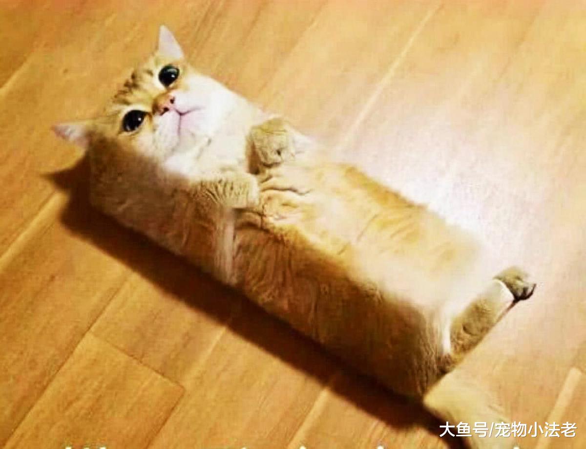 一夜爆红的猫咪表情包，方形猫猫，知道它的由来，你会笑抽过去！