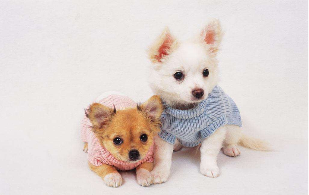 家中的猫狗总是打架怎么办？