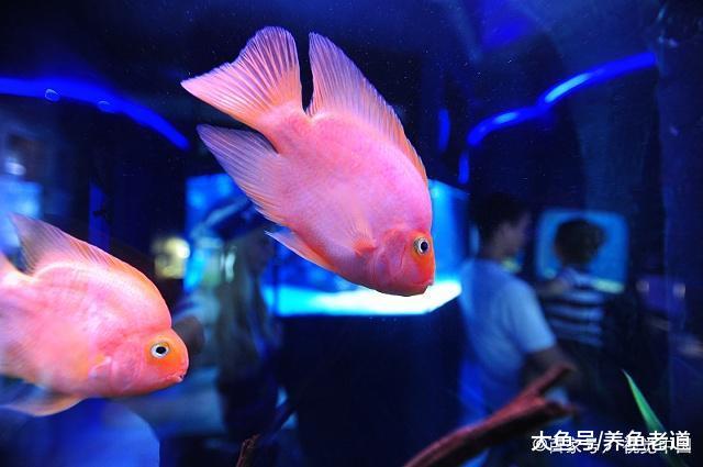 鱼缸大换水等同于换鱼, 大家不要再去这么做了!