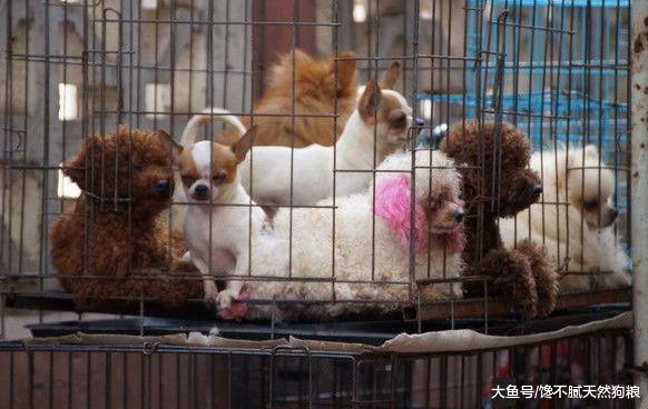 想养狗的注意了，这4种狗不能买，否则哭都没眼泪