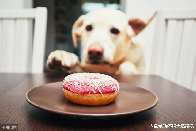 怎么照顾进入发情期的母狗狗？只要做好这几点，宠主就不用担心