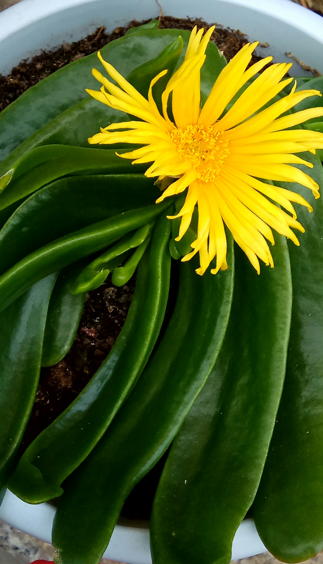 怎么养护佛手掌，养护佛手掌时需要注意什么