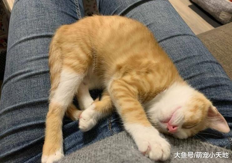 主子触发喵电感应哈气一整晚，对到眼秒大骂：胆子肥了