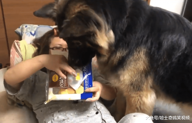 德牧已经成年了，却总要跟主人睡一起，谁还不是宝宝呢？