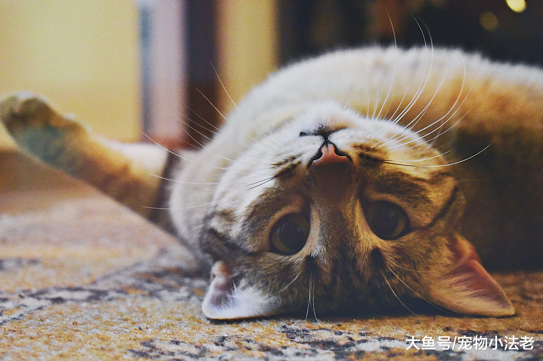 猫咪不管怎么养，它都不喜欢你？那是因为你不懂“遗弃效应”！