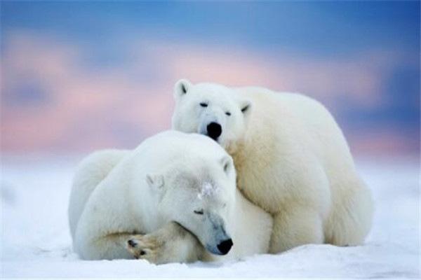 世界10大大体型的动物，湾鳄和非洲大象领衔，你知道几种？