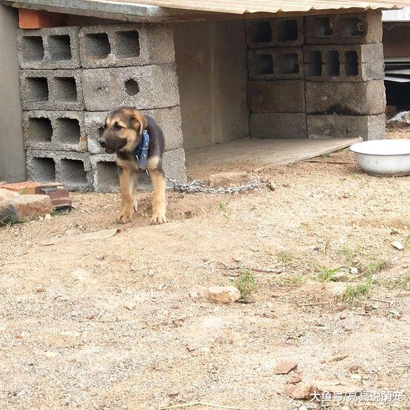 养只德牧陪着自己，晚上一个人在家还挺害怕，有它在好多了