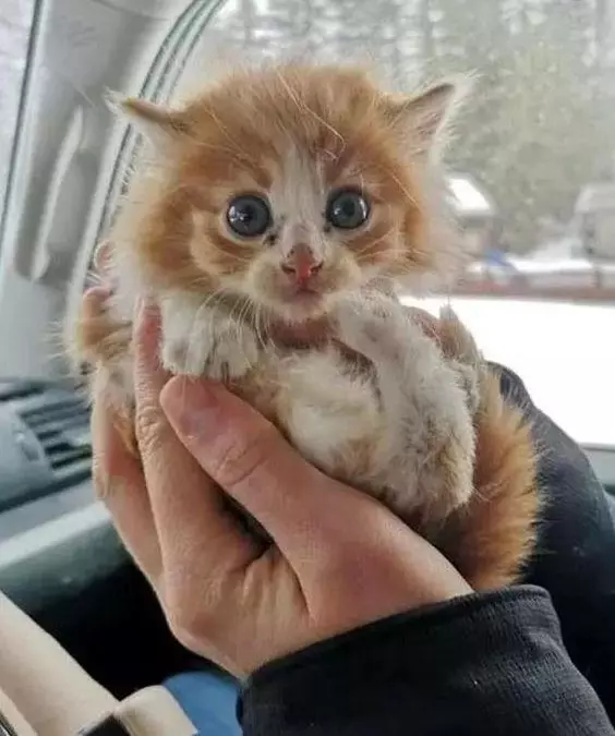 绝育过的猫叼回三只小猫崽，主人疑惑：你把谁家孩子偷来了