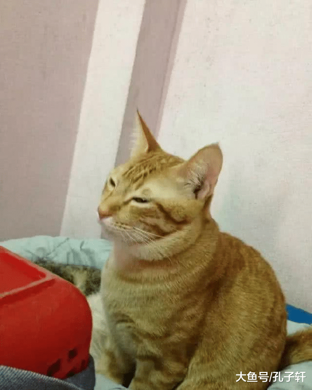 母猫生孩子全程苦不堪言！公猫的第一反应惊呆众人！网友：我老公竟然还不如一只猫！