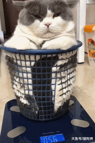 给猫咪称体重, 铲屎官: 说好的减肥呢? 9.5公斤? 猫咪: 怪我喽