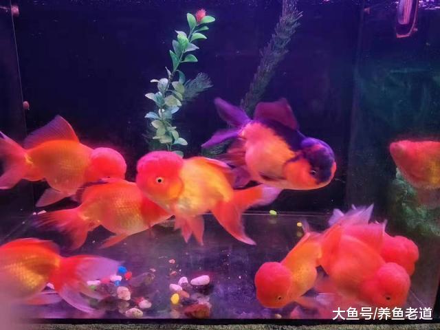 什么是觀賞魚的壓制行為，可能導致觀賞魚體色暗淡生病嗎？