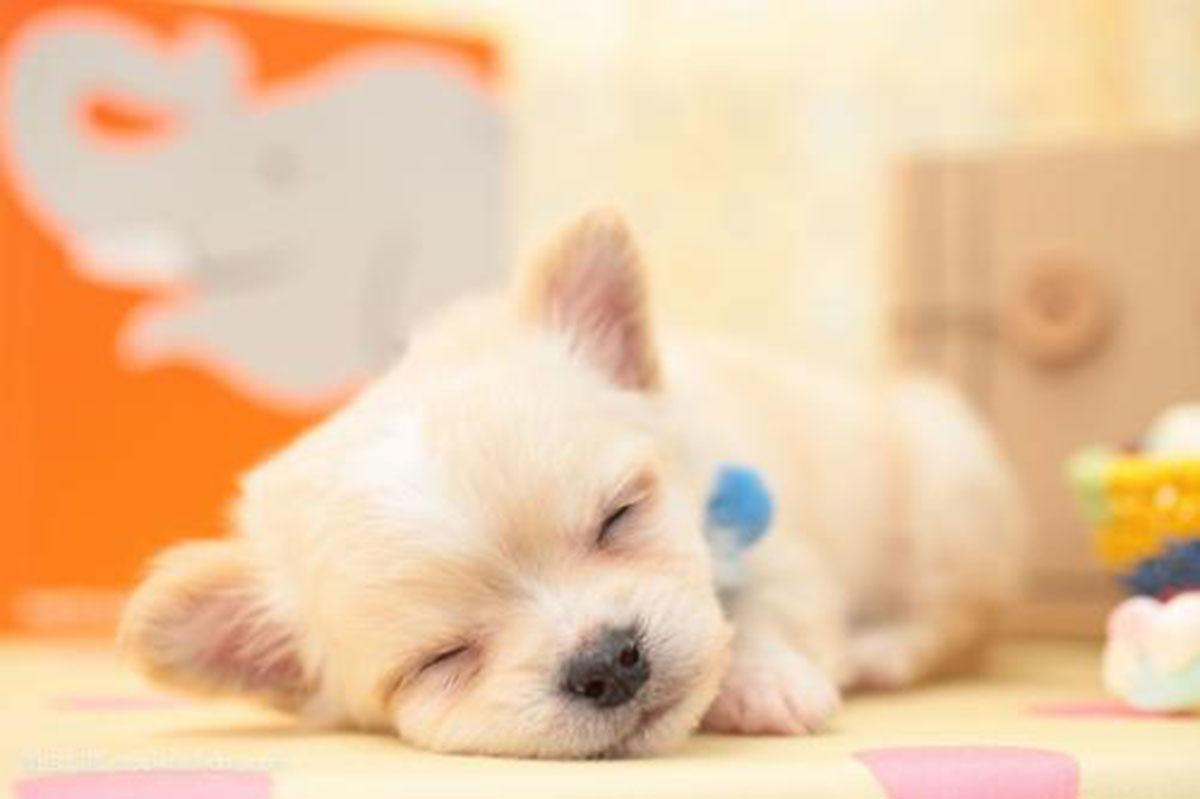 为什么二胎放开了 还是那么多人喜欢养宠物不生娃