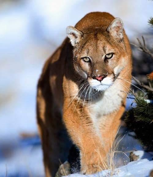 鬼猫：在这个可怕的名字下，有一个美丽的外表，是最珍贵的猫之一