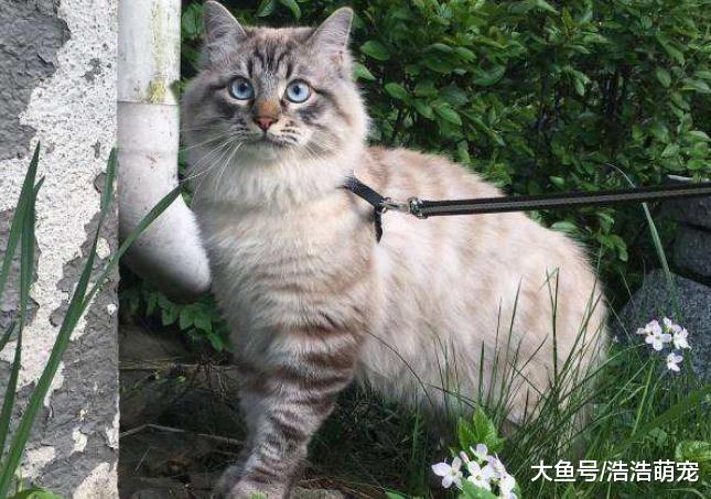 价格特别高的5种猫咪，尤其是第5种，它的价格堪比小汽车