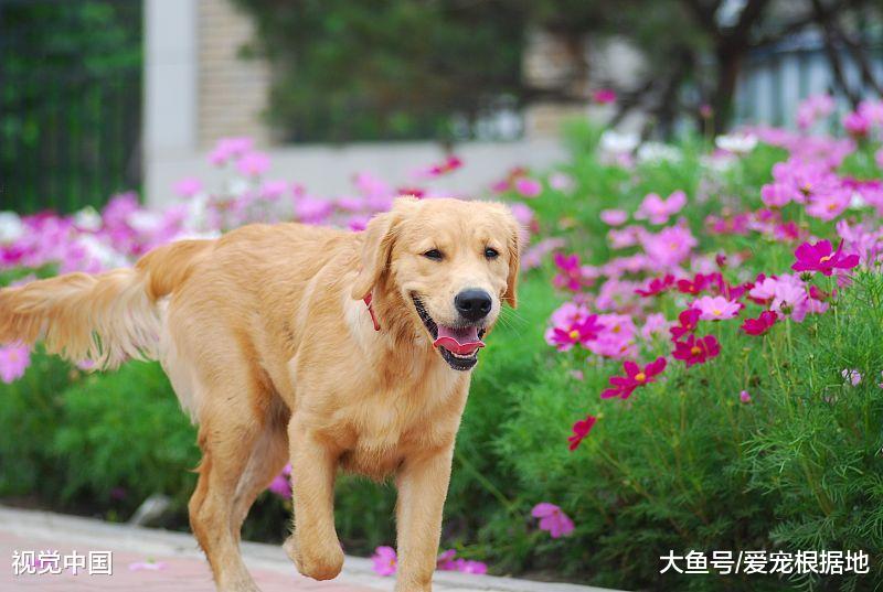 读懂狗狗的行为，主人需要做到以下四点，能让你的狗狗更听话！