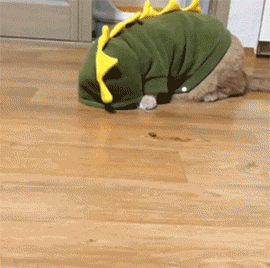 網友給橘貓買了套恐龍裝，結果低頭吃東西的時候就...