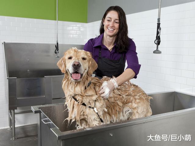 为什么主人洗剪吹30元，狗狗美容却要200！给狗剪毛会被咬啊
