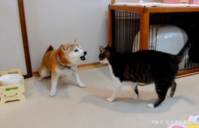 主人养了只猫，家里的“管家婆”却不同意，当了十几年管家了