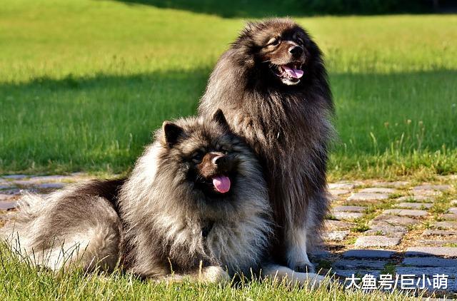 你的狗是不是疯狂掉毛？如果掉毛过多，可能需要给狗狗补充脂肪酸