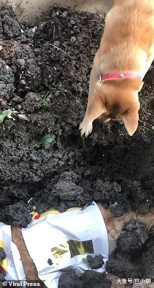 主人埋掉去世的老狗，另一只狗狗疯狂刨土，不要躺着快起来玩儿