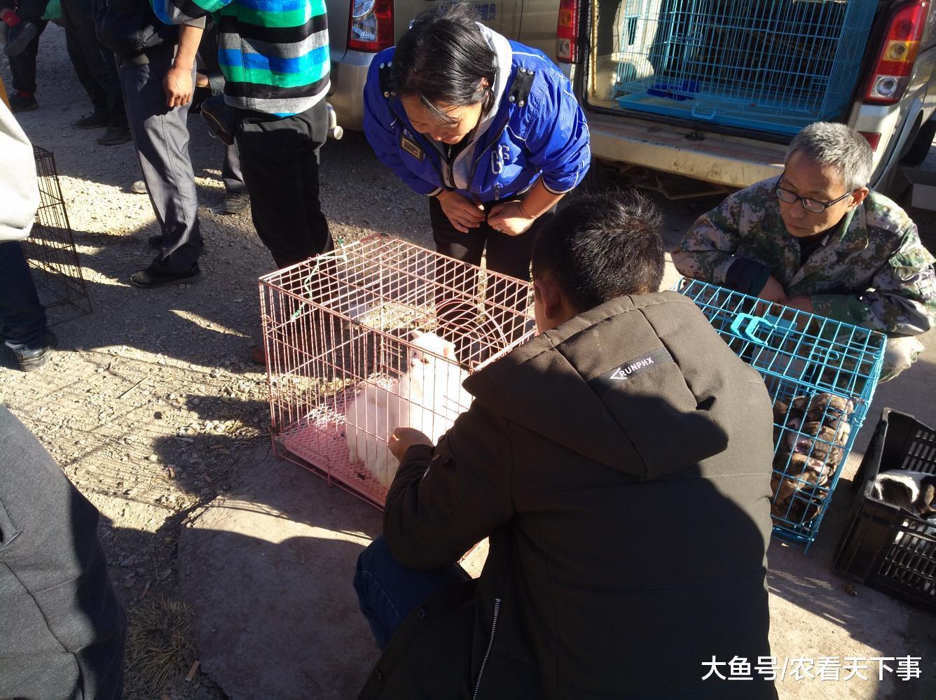 商贩出售博美幼犬, 买主心动却觉得价位太高不肯买!