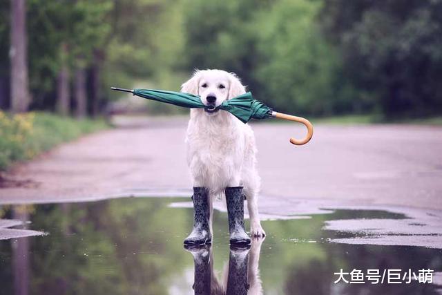 狗狗能缓解人类的抑郁？和它们生活遇到的这些事，能够让你更放松