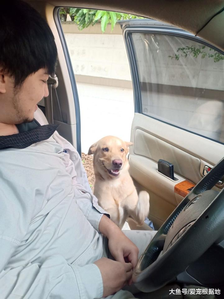 每天遇到的拦路狗，喂了几个月忽然消失，再次遇到时竟有了新家