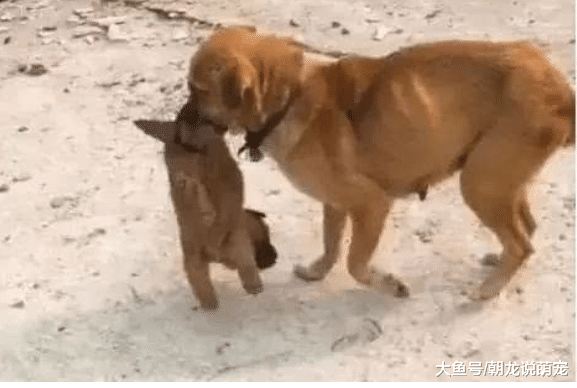 流浪狗生下小狗，狗妈妈担心孩子受伤，看到它的举动，网友：伟大母爱