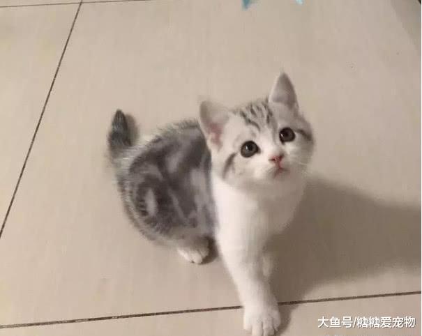 男子失戀后心情抑郁，人生第一次養小貓咪，心靈都被治愈了！