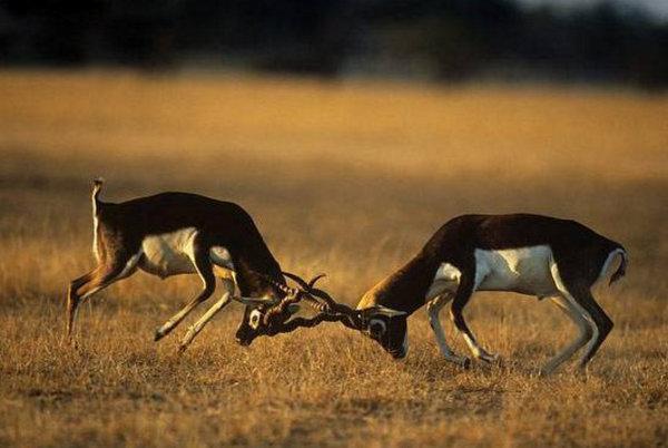 地球上10大反应速度最快的动物, 猎豹榜首, 狮子第八