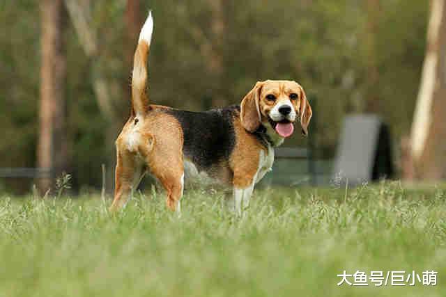 狗狗的尾巴为什么不能拉？除了容易被咬，还可能导致狗狗受伤