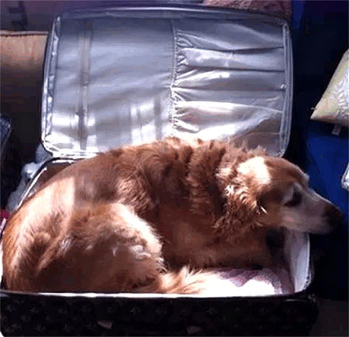 主人出去玩，如果不带狗的话，回家后你敢睁开眼睛看吗？