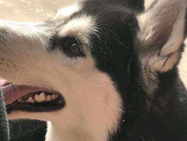 铲屎官上银行取钱, 带上四只大狗做保镖, 一出门就成路人焦点