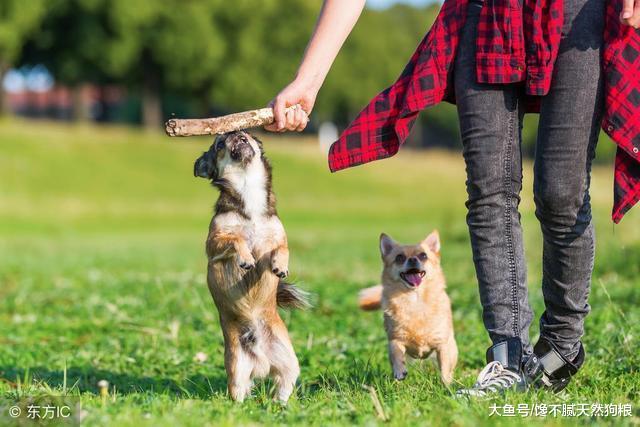 为什么饲养吉娃娃的人那么少？这5点，不是人人都能接受的！