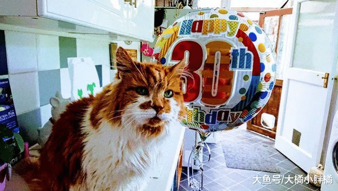 国外一只猫活了30岁，相当于人类136岁，铲屎官有它陪伴一直未婚