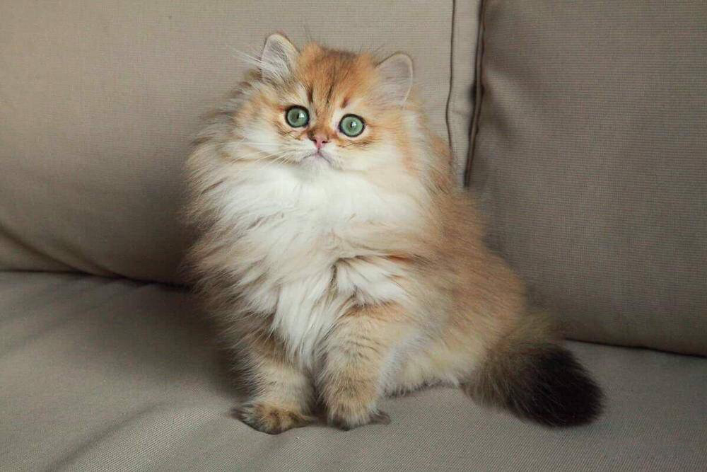 小奶猫到底可以萌到什么样？每一只都让你流口水，你值得拥有……