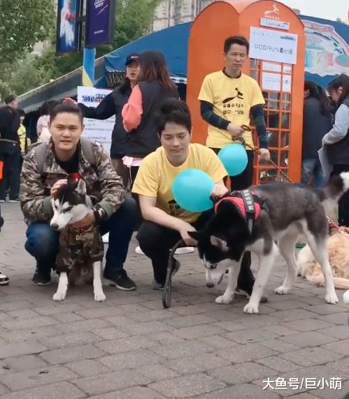 7只哈士奇拍合照，没有一只正常的，中间那只二哈超搞笑！