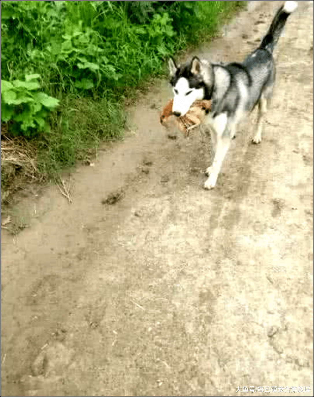 女主怀孕，发现门口每天都有两只鸡，邻居的话让她不淡定了