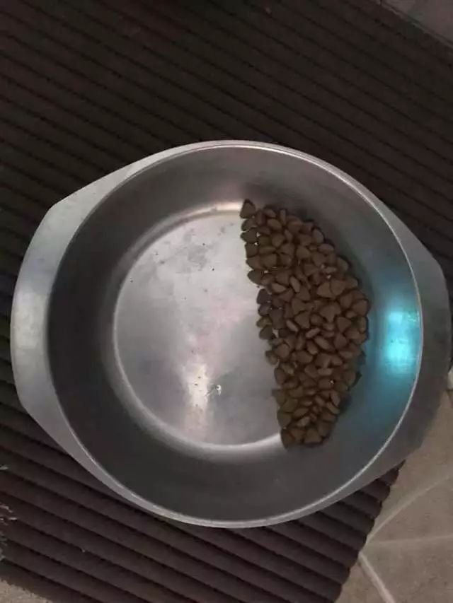被领养的汪星人吃饭总会剩下一半，背后的真相让人心酸
