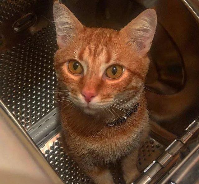 流浪猫投怀送抱，被司机收养，没想到竟带来意外的好运……