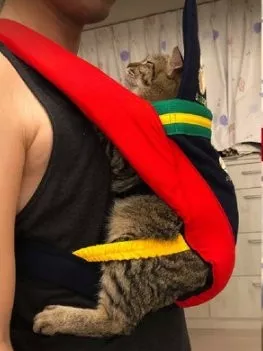 女主快生了，老公为了学习如何包裹小宝宝，拿猫来练习，笑惨！