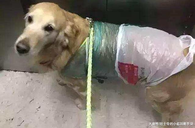 女友给了20块钱给狗子买衣服，我买完了，她居然要分手