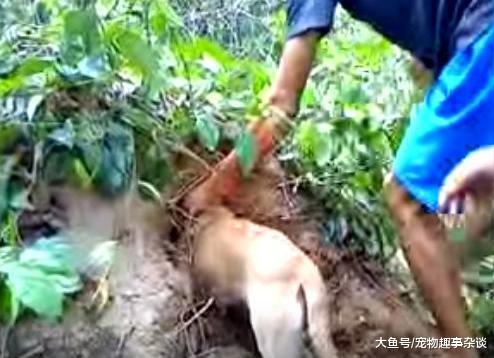 男子上山发现猎狗冲着土堆叫，有了意外发现