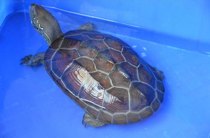 养了12年的乌龟下蛋了，主人正准备拿走时，却默默缩回了手！